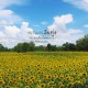 sunflowerspd00