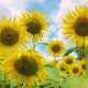 sunflowerspd01