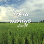 ไอดินกลิ่นทุ่ง