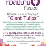 Giant-Tulips-01