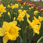 Giant-Tulips-04