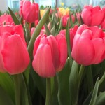 Giant-Tulips-05