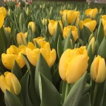 Giant-Tulips-06