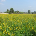 ทุ่งปอเทืองบ้านค่าย_03