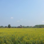 ทุ่งปอเทืองบ้านค่าย_05
