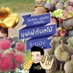 RAYONG_FRUIT_BUFFET