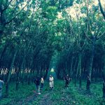 สวนยาง-2