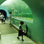 rayong-aquarium-06