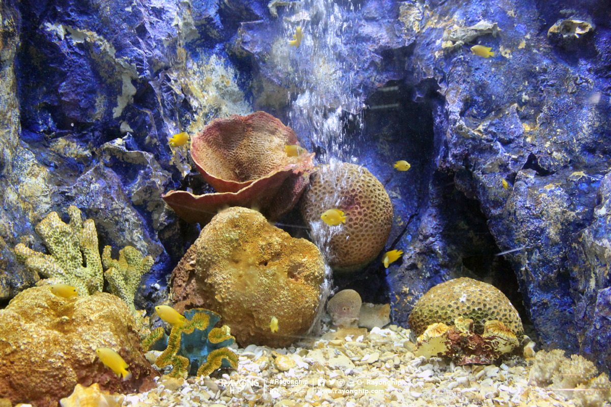 rayong-aquarium-07
