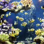 rayong-aquarium-11