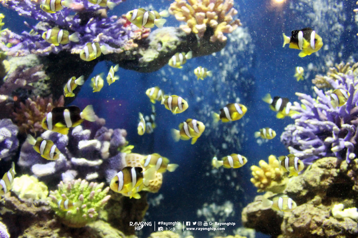 rayong-aquarium-11
