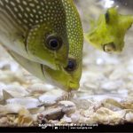 rayong-aquarium-banpa