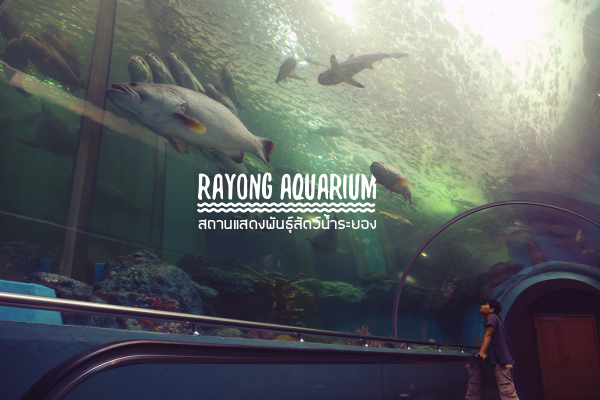 ท่องโลกใต้ทะเลไปกับ Rayong Aquarium  สถานแสดงพันธุ์สัตว์น้ำระยอง