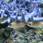 %e0%b8%a3%e0%b8%b0%e0%b8%a2%e0%b8%ad%e0%b8%87_%e0%b8%ad%e0%b8%84%e0%b8%a7%e0%b8%b2%e0%b9%80%e0%b8%a3%e0%b8%b5%e0%b9%88%e0%b8%a2%e0%b8%a1