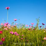 Cosmos-Flower-Suan-Lamai-01