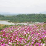 Cosmos-Flower-Suan-Lamai-02