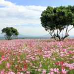 Cosmos-Flower-Suan-Lamai-03