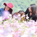 Cosmos-Flower-Suan-Lamai-05