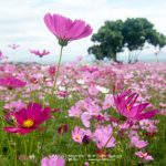 Cosmos-Flower-Suan-Lamai-06