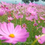 Cosmos-Flower-Suan-Lamai-07