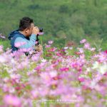 Cosmos-Flower-Suan-Lamai-09