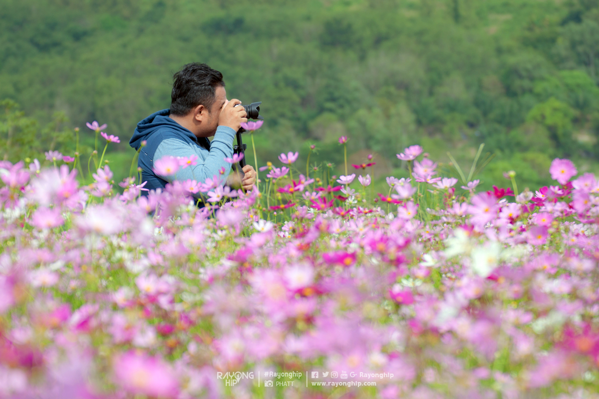 ชมทุ่งดอกไม้สีชมพูบานสะพรั่ง บนเนินเขา  “ทุ่งดอกคอสมอส” ณ สวนละไม จังหวัดระยอง