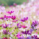 Cosmos-Flower-Suan-Lamai-10
