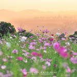 Cosmos-Flower-Suan-Lamai-11