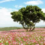 Cosmos-Flower-Suan-Lamai