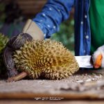 สวนลุงทองใบ