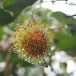 khanomjeenkaokrong-29