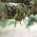 rarai-garden-07