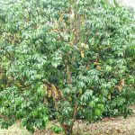 rarai-garden-08