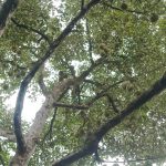 rarai-garden-16