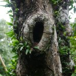 rarai-garden-21