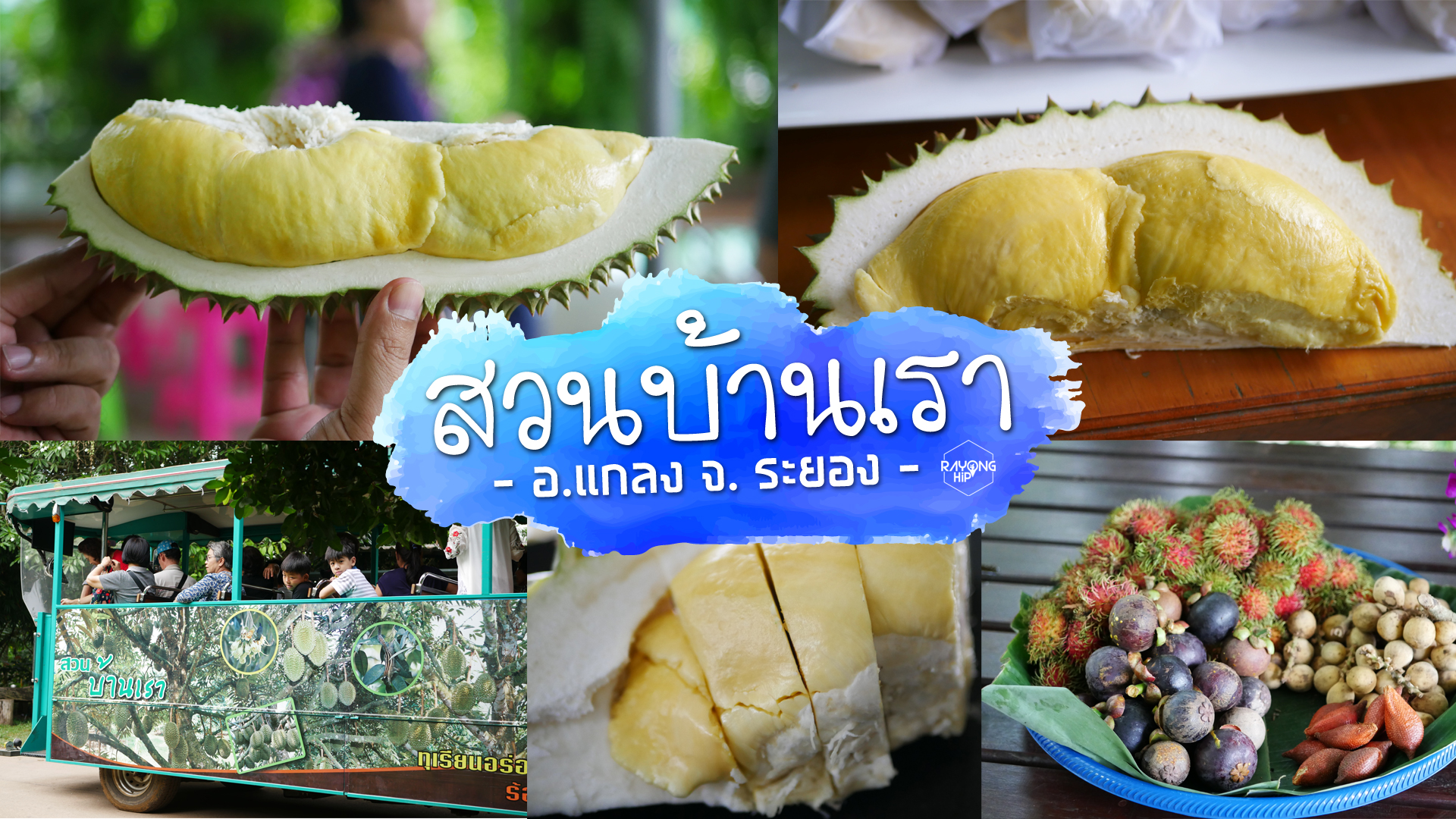 ไปลองมาแล้ว! ทุเรียนอร่อย ร้อยสายพันธุ์ ที่สวนบ้านเรา อำเภอแกลง จังหวัดระยอง ไปลองมาแล้ว! ทุเรียนอร่อย ร้อยสายพันธุ์ ที่สวนบ้านเรา อำเภอแกลง จังหวัดระยอง