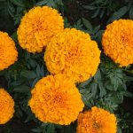marigold-1239952_1920