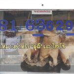 ข้าวมันไก่-ตาพวน-2