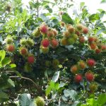 สวนปาหนัน-02