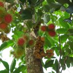 สวนปาหนัน-05