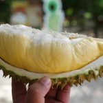 สวนปาหนัน-09