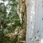Wat-Tham-Khao-bos-14