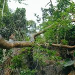 Tham-Neramit-28