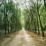 Tham-Neramit-36