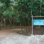 Tham-Neramit-37