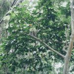 Wat-Tham-Suwan-Phu-Pha-06