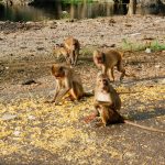 Khao-Tham-Rakang-Thong-25
