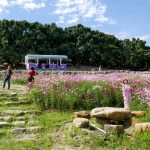 Cosmos-Flower-Field-in-Rayong-01