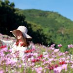 Cosmos-Flower-Field-in-Rayong-02