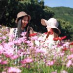 Cosmos-Flower-Field-in-Rayong-03